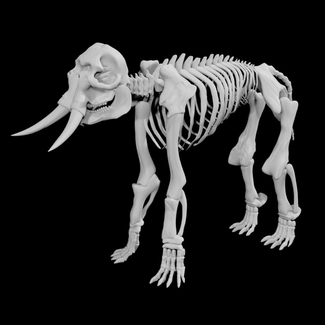 Rigged Elephant Skeleton 3D Model - TurboSquid 1851981