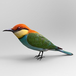 bee eater bird 3D model