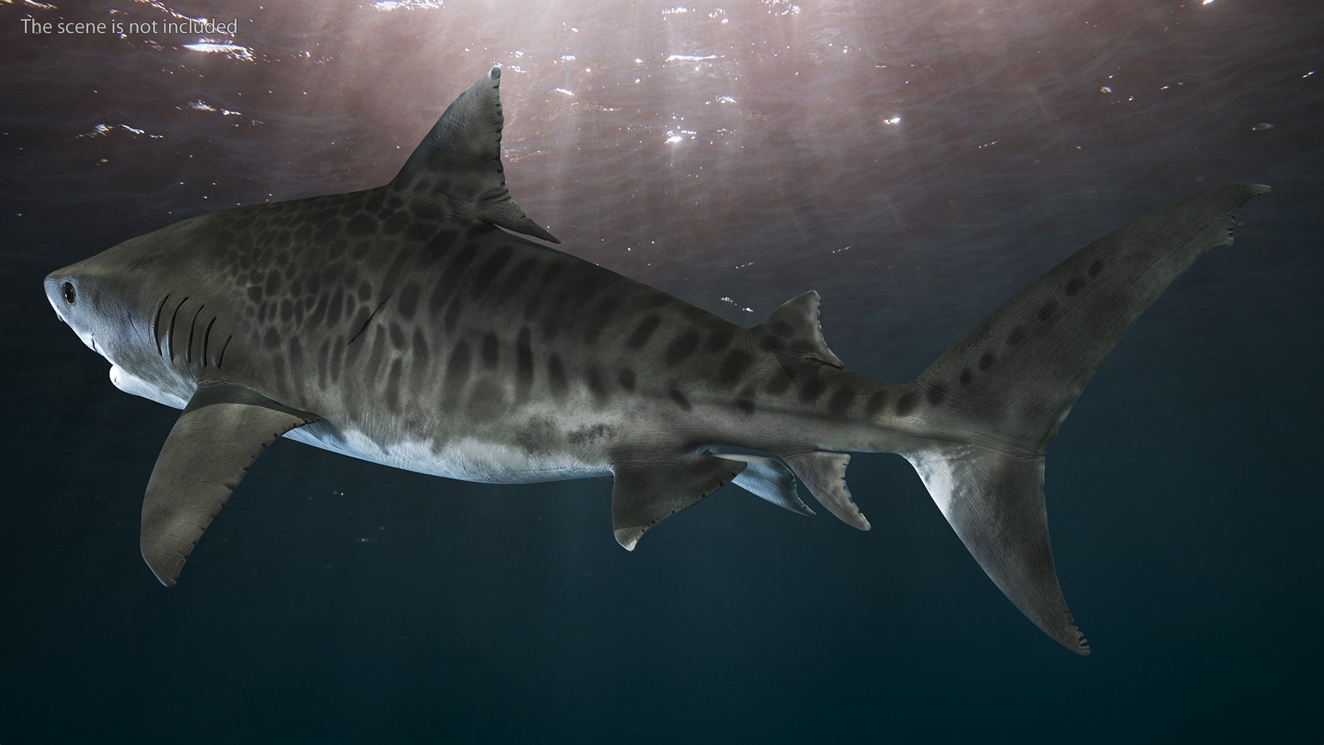 3D Model Tiger Shark Rigged - TurboSquid 2143786