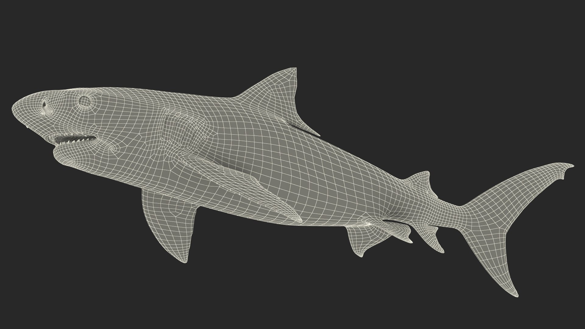 3D model Tiger Shark Rigged - TurboSquid 2143786