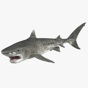 3D model Tiger Shark Rigged