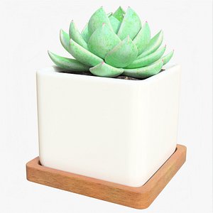 Succulent 02 i model