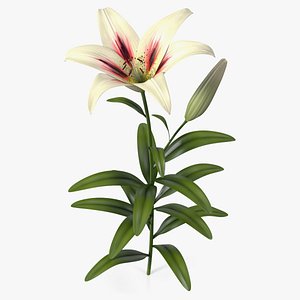 Realistic Lily Flower Plant