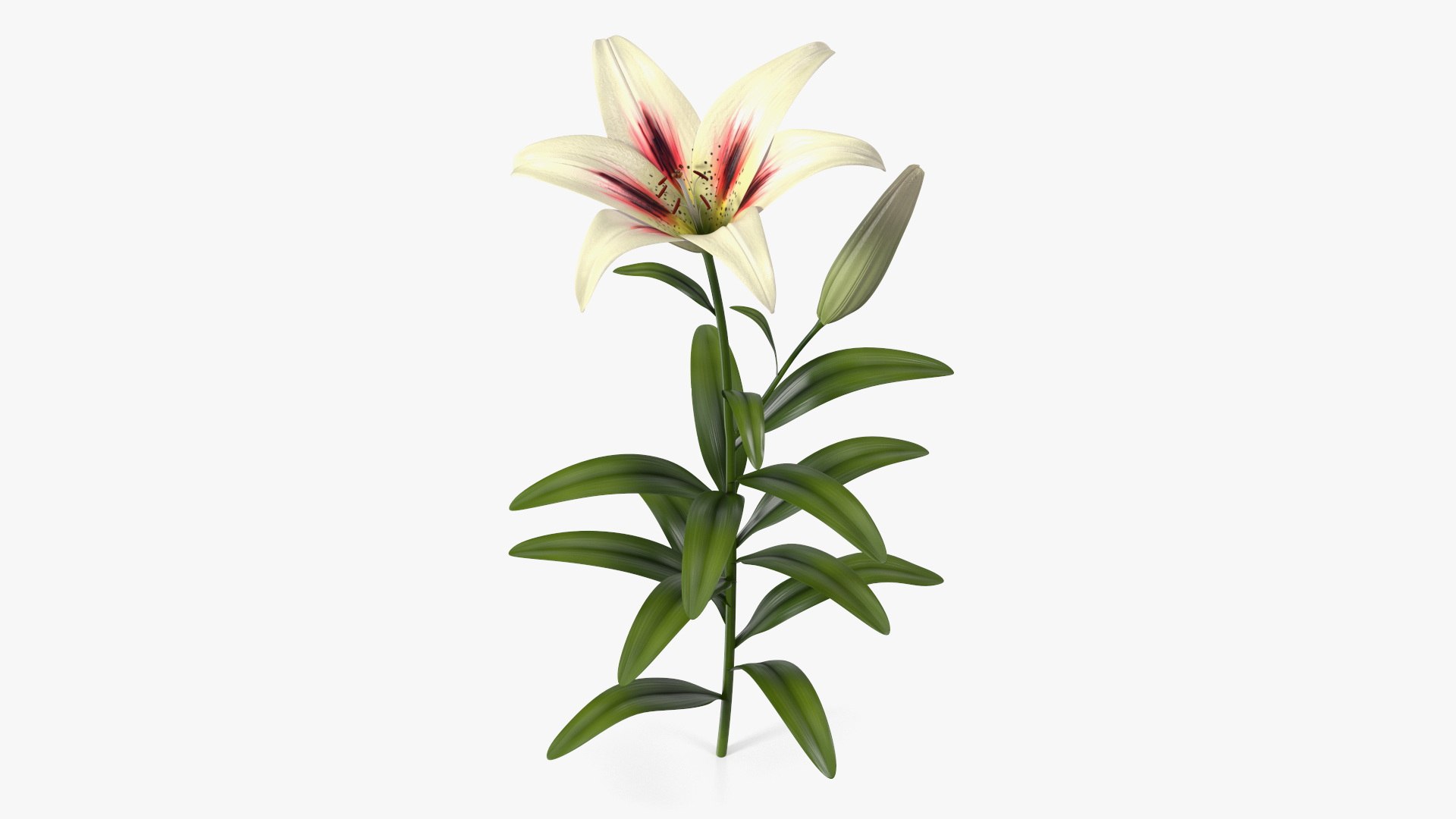 Realistic Lily Flower Plant 3D model preview