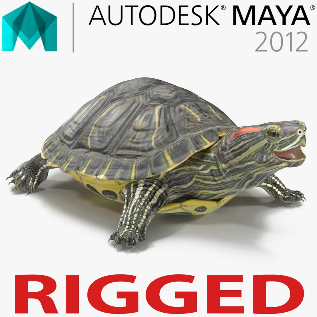 Pond Slider Turtle Rigged for Maya 3D model preview