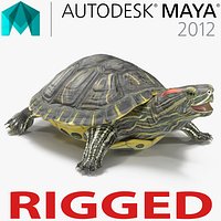 Pond Slider Turtle Rigged for Maya