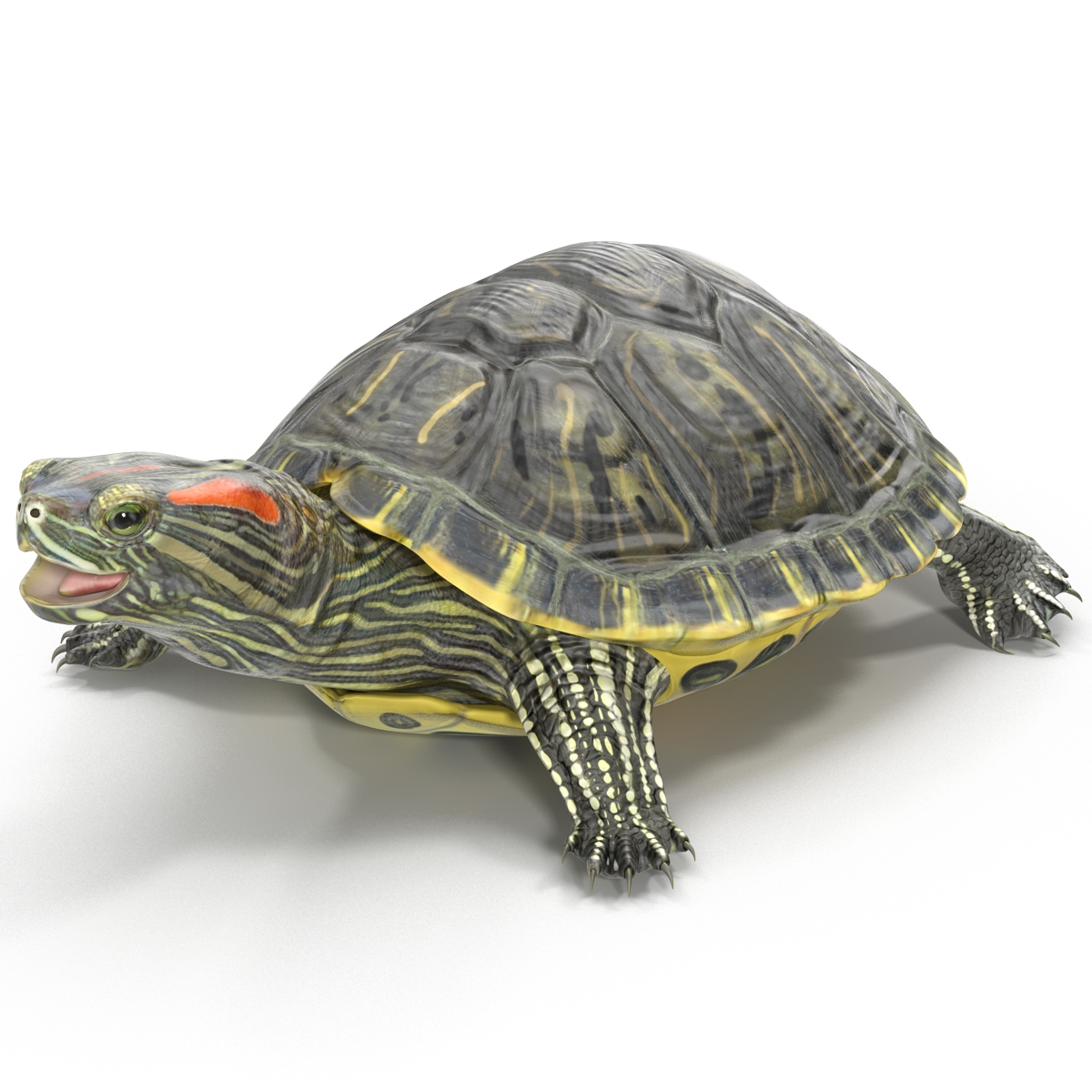 pond slider turtle rigged 3d model