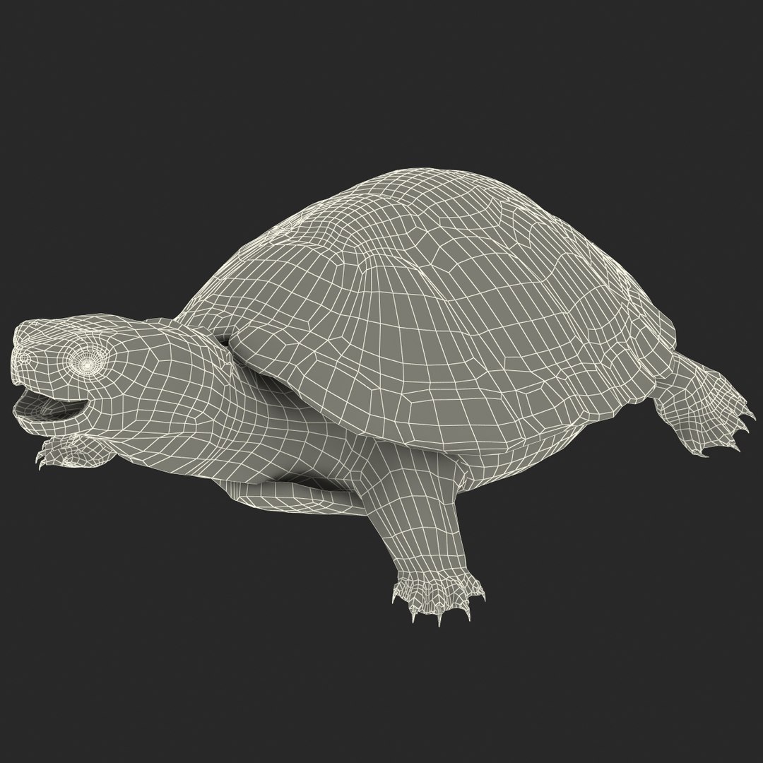 Pond Slider Turtle Rigged 3d Model