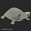pond slider turtle rigged 3d model