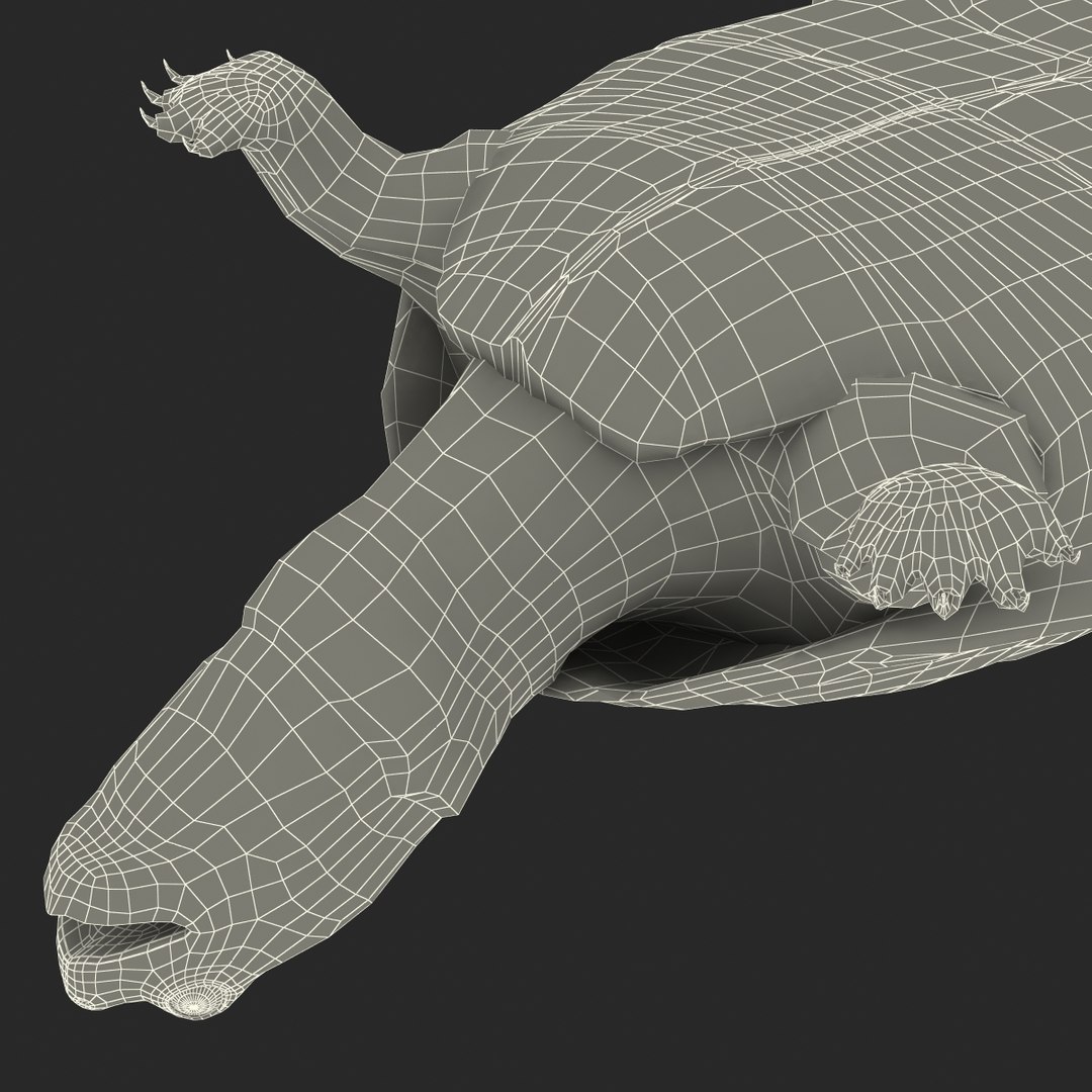 Pond Slider Turtle Rigged 3d Model