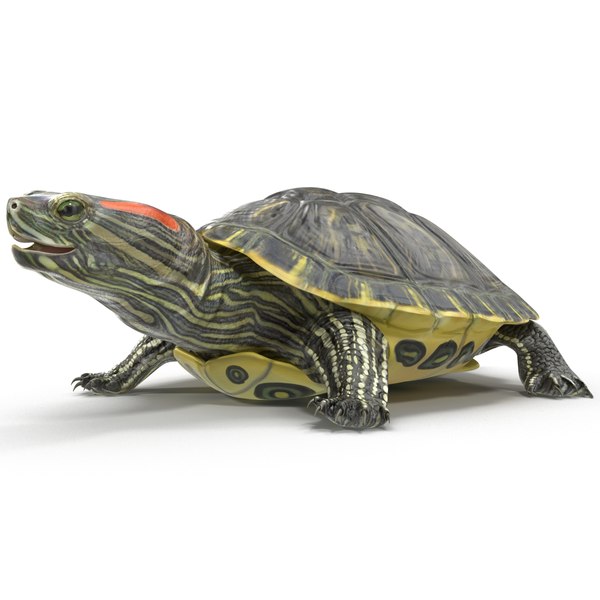 pond slider turtle rigged 3d model