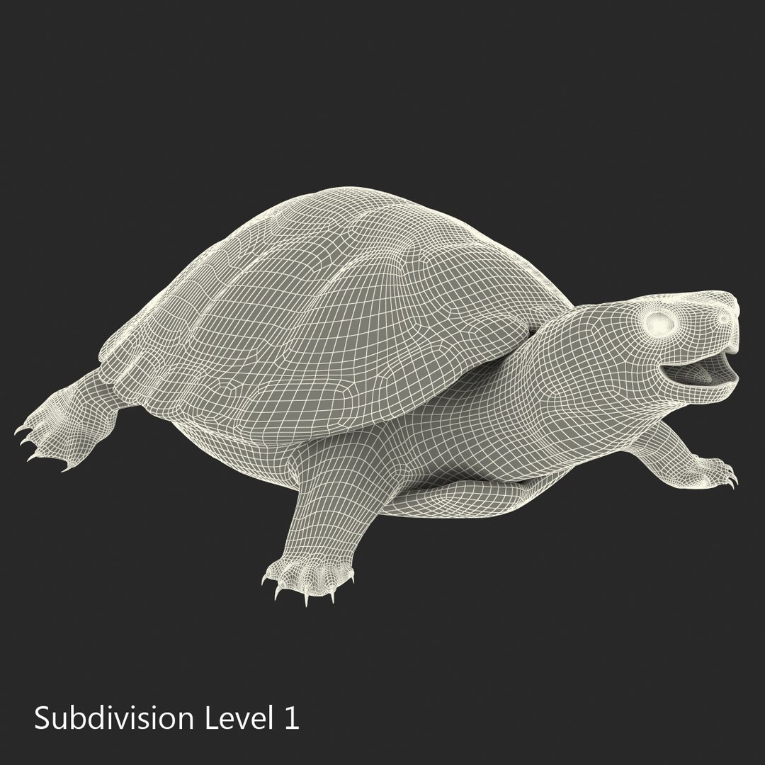 Pond Slider Turtle Rigged 3d Model