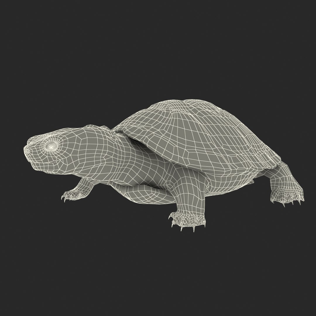 Pond Slider Turtle Rigged 3d Model