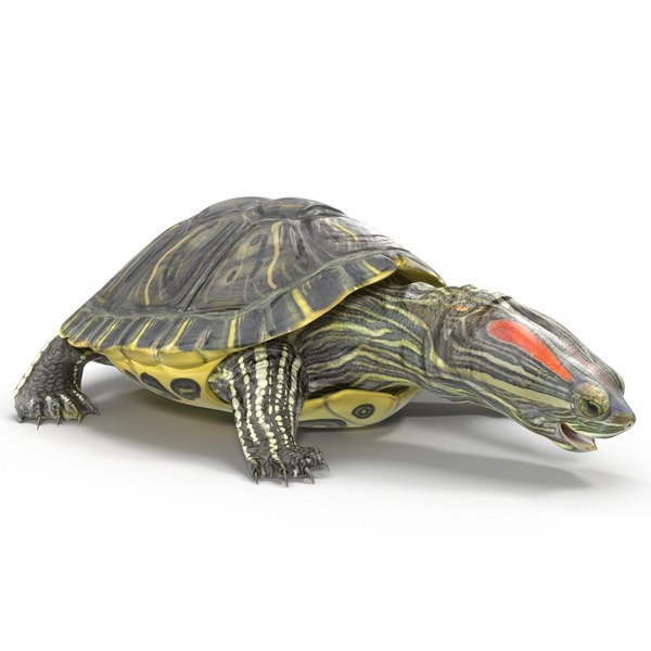 pond slider turtle rigged 3d model