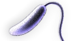 vibrio cholerae bacterium 3d model