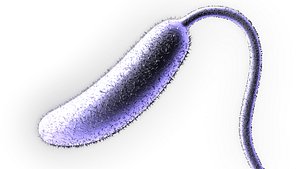 Vibrio choerae