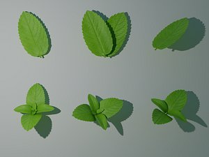 3D Photorealistic Mentha Spicata - Mint Foliage PBR Low-poly 3D model model