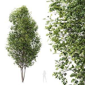 3D HQ Plants Acer Saccharinum Tree 13m 02 model
