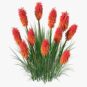 3D Kniphofia Nancy Red model