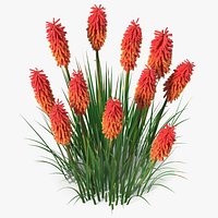 Kniphofia Nancy Red
