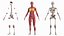 female body anatomy 3D model