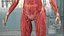 female body anatomy 3D model