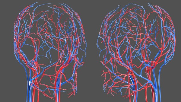 Female body anatomy 3D model - TurboSquid 1682802