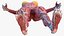 female body anatomy 3D model