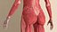 female body anatomy 3D model