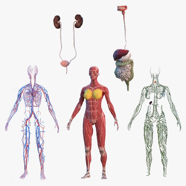 female body anatomy 3D model