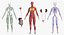 female body anatomy 3D model