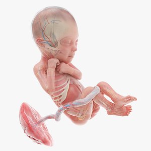 Fetus Anatomy Week 24 Animated 3D model