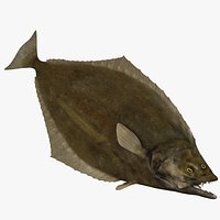 Atlantic halibut