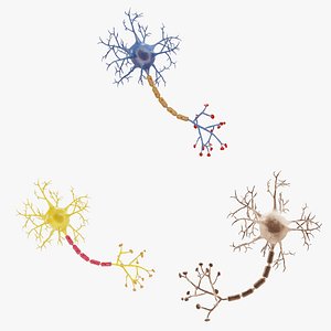 Neurons Rigged