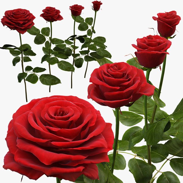 Free 3D Rose Models | TurboSquid