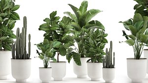 Houseplants in a white pot for the interior 906