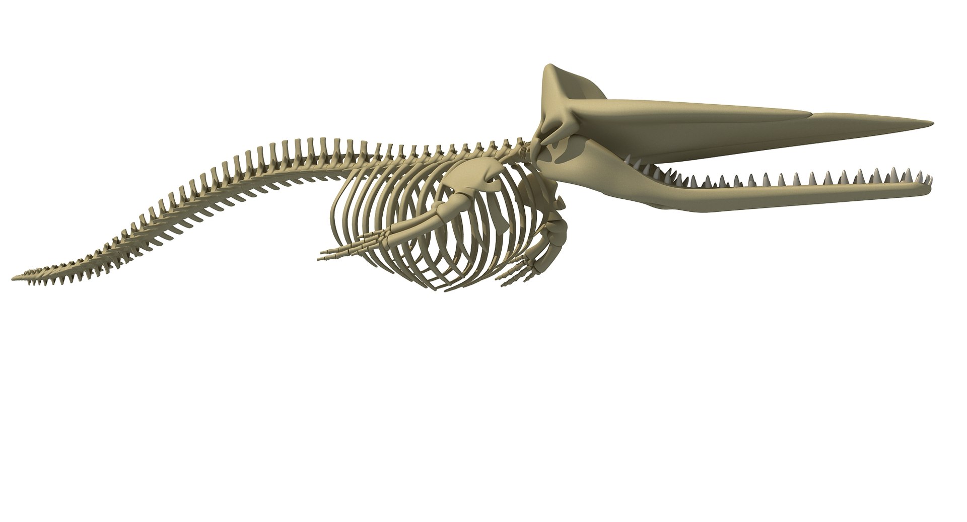 Sperm Whale Skeleton 3D - TurboSquid 1255007