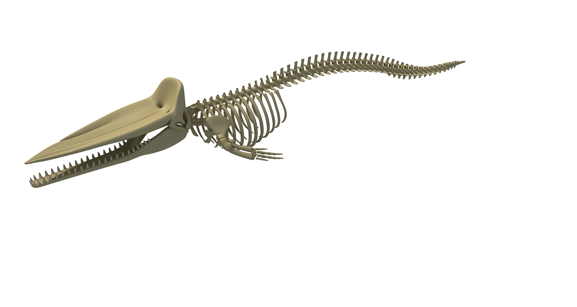 sperm whale skeleton