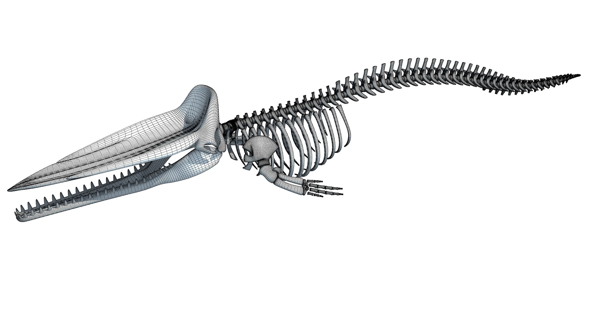 3,517 Whale Skeleton Images, Stock Photos, 3D objects, & Vectors