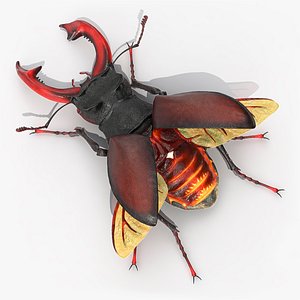 lucanus cervus stag beetle 3D model
