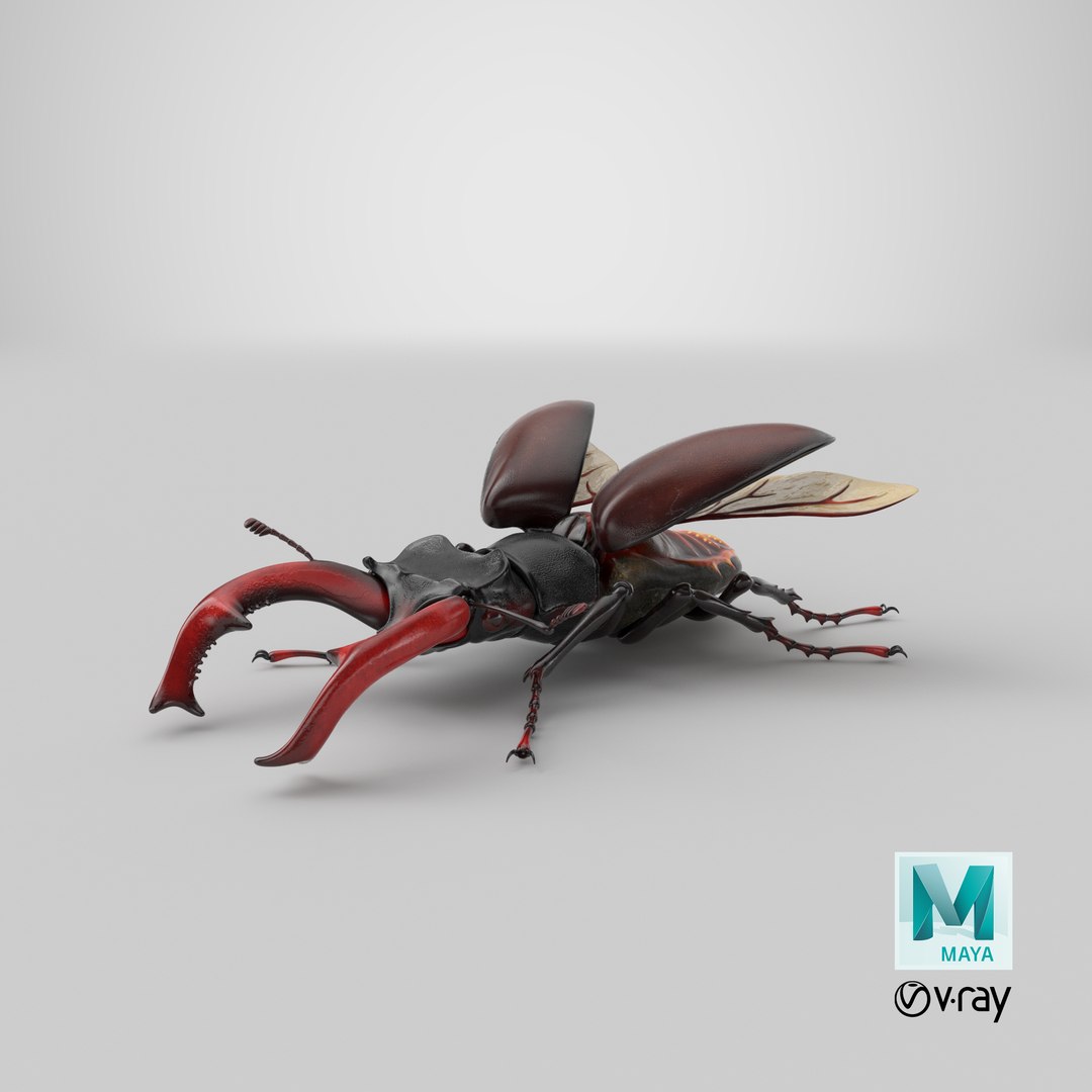 lucanus cervus stag beetle 3D model https://p.turbosquid.com/ts-thumb/5i/JTlDq9/QD/stemcell_maya_vray_render/png/1631361066/1920x1080/fit_q87/ee393bbc2366f15269111f7b8c243f85250b655e/stemcell_maya_vray_render.jpg
