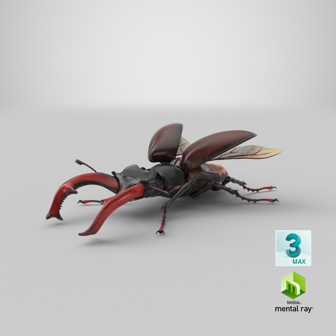lucanus cervus stag beetle 3D model https://p.turbosquid.com/ts-thumb/5i/JTlDq9/fX/stemcell_max_mental_ray_render/png/1631361062/1920x1080/fit_q87/977a16bf6752b6aed8d6e1c1a75a73656245fde7/stemcell_max_mental_ray_render.jpg
