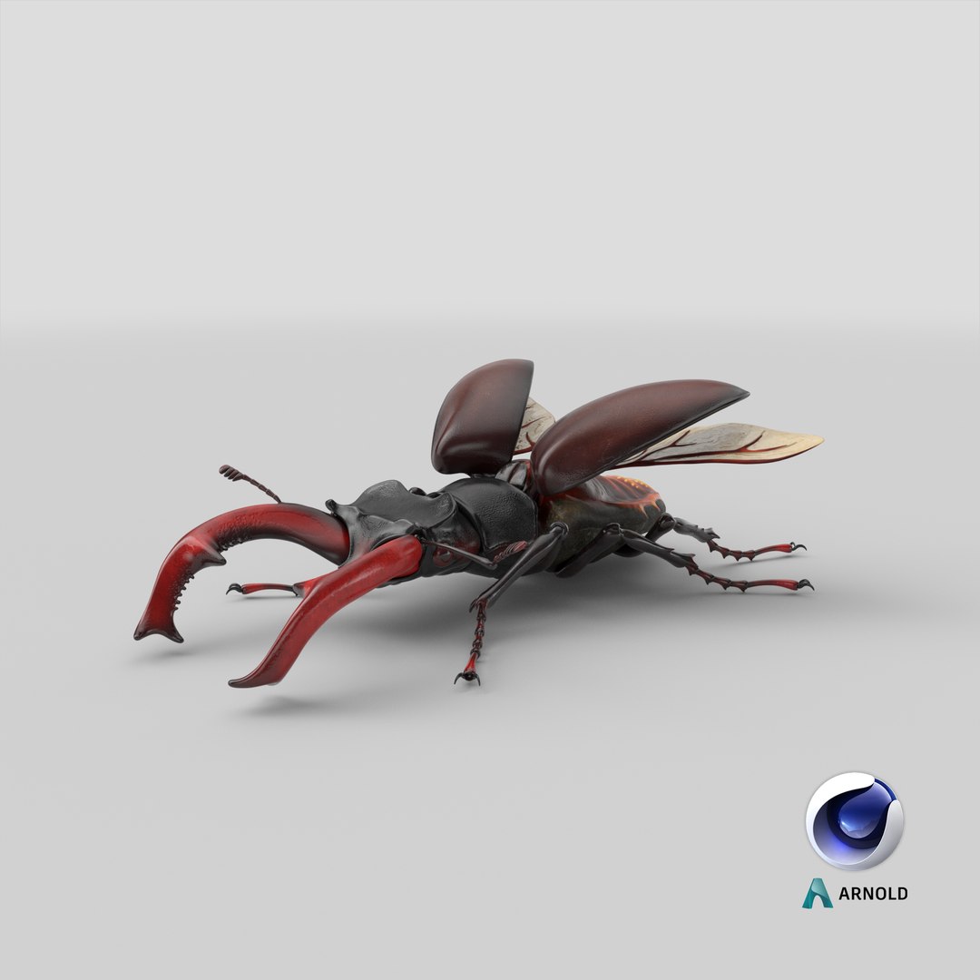 lucanus cervus stag beetle 3D model https://p.turbosquid.com/ts-thumb/5i/JTlDq9/rZ/stemcell_cinema_4d_arnold_render/png/1631361059/1920x1080/fit_q87/d124652117f0a1ade5ad8bde4783c0aa04b78d69/stemcell_cinema_4d_arnold_render.jpg