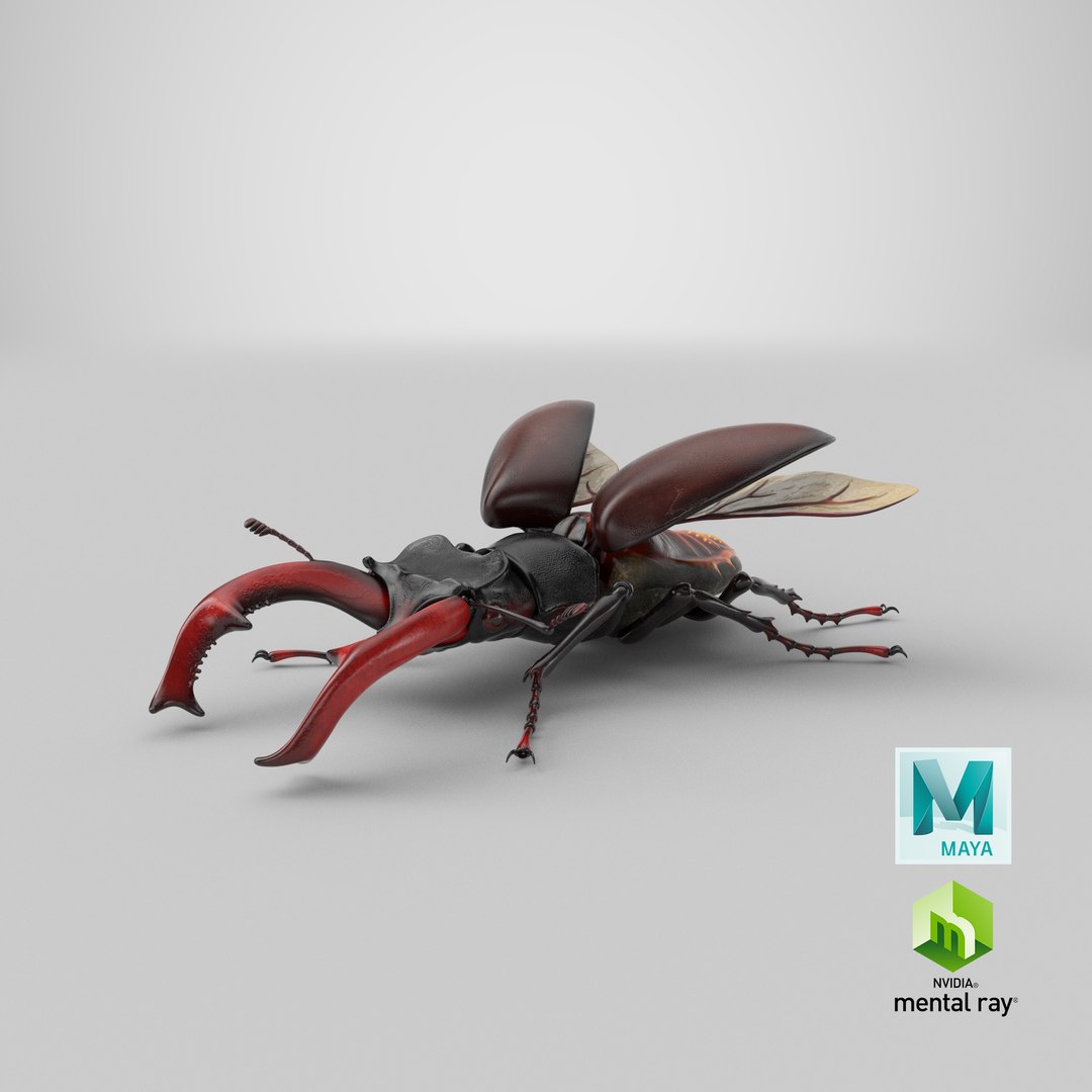 lucanus cervus stag beetle 3D model https://p.turbosquid.com/ts-thumb/5i/JTlDq9/xz/stemcell_maya_mental_ray_render/png/1631361065/1920x1080/fit_q87/143c71fa9fde5bc9c1fa62207d0a4a8ad117babe/stemcell_maya_mental_ray_render.jpg