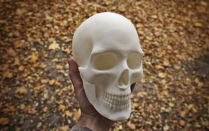 anatomically correct human skull 3D