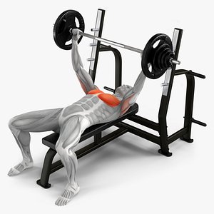 Male Muscular System Anatomy Bench Press