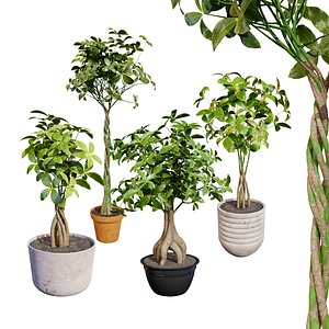 Pachira Aquatica Plant 3D