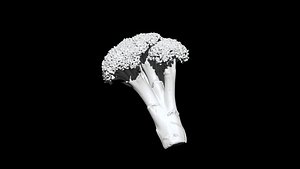 broccoli  cut 3D CT scan model 1 decimate 30percent 3D model