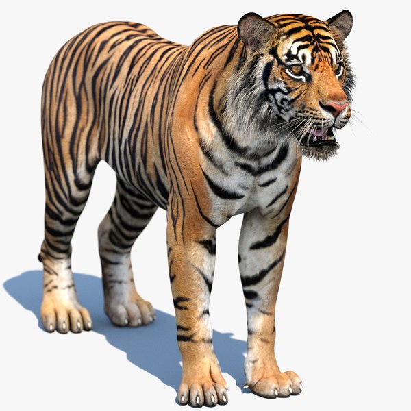 sumatran_tiger_3d_model01.jpg