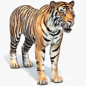 3D Model: Mammals - Tiger (Teacher-Made) - Twinkl
